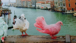 Микровелюр Xpoint (Икспоинт) 0027.01 Голуби