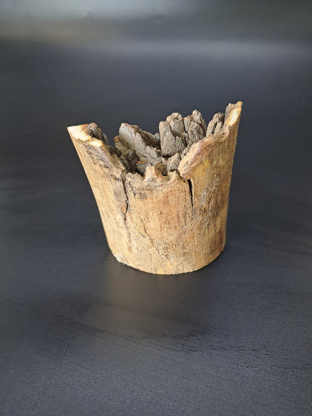 Бивень мамонта для коллекции