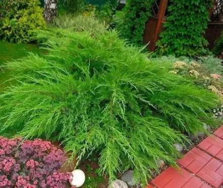 Можжевельник средний Минт Джулеп С4/5 40-60