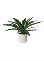 Асплениум в декоративном кашпо 85 см (20 листьев)