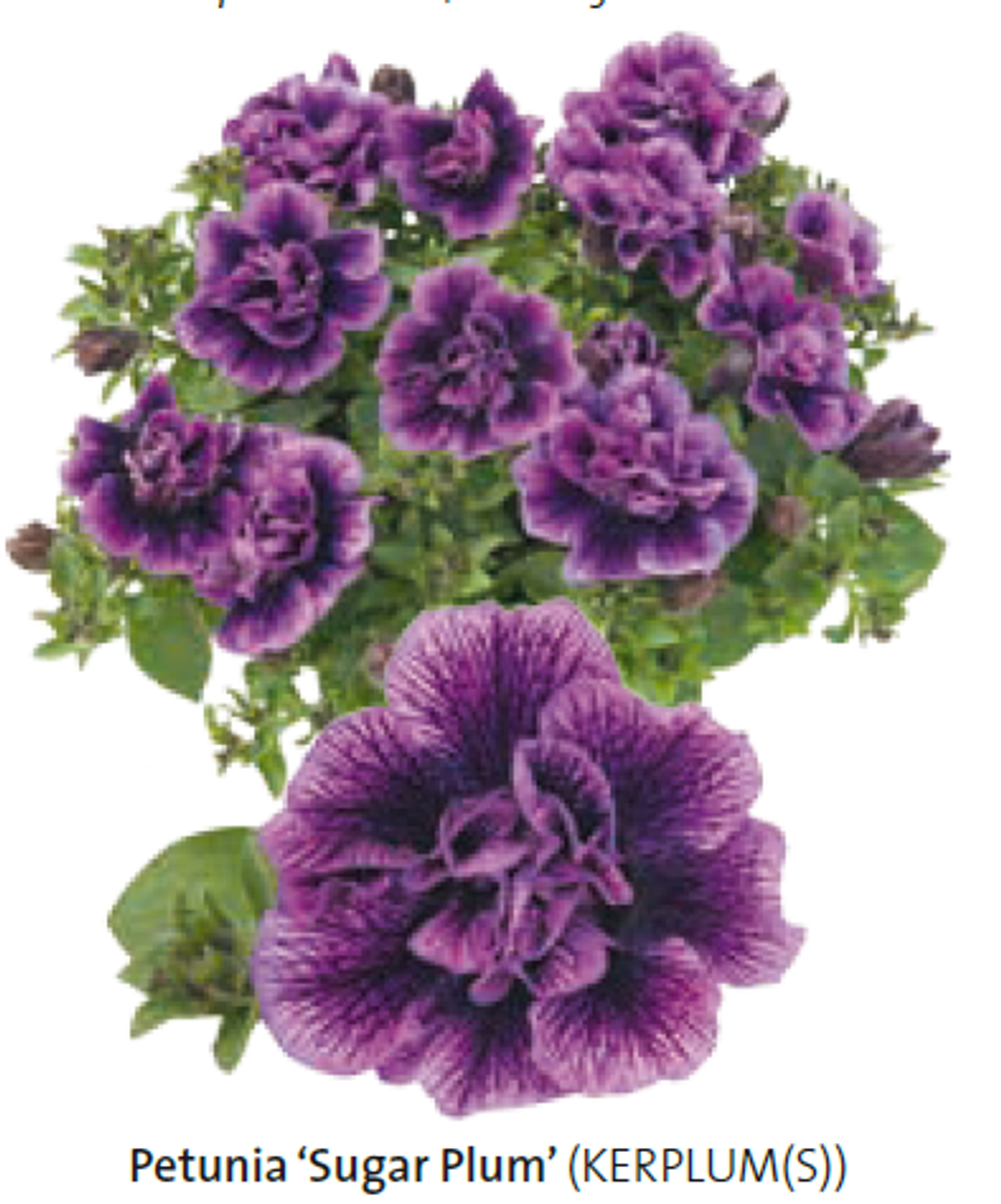 Петуния Sugar Plum ЕВРО укорененный черенок ЯНВАРЬ 26