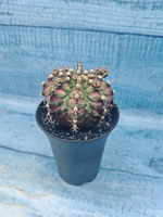 Gymnocalycium T-Rex Pink hybrid (Гимнокалициум T-rex)