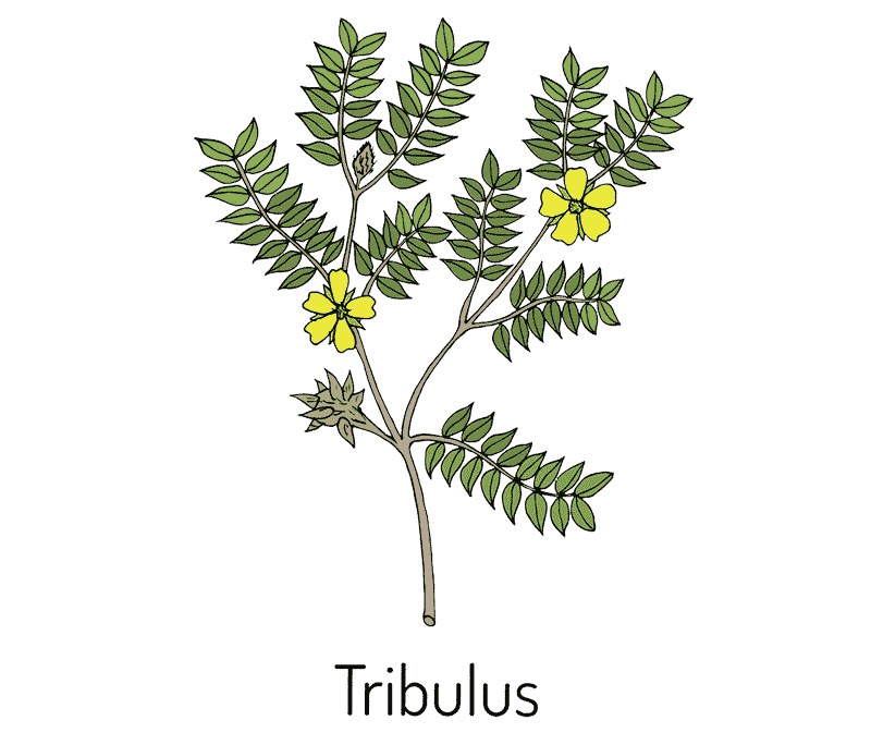 Трибулус на главной