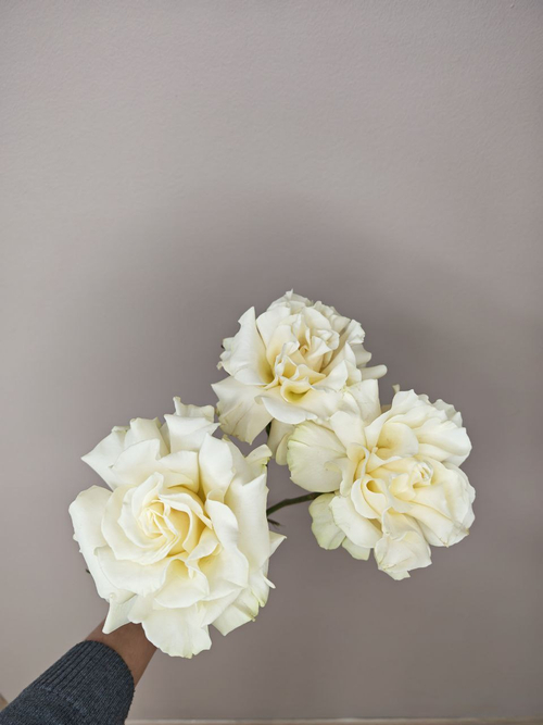 Французская роза белая