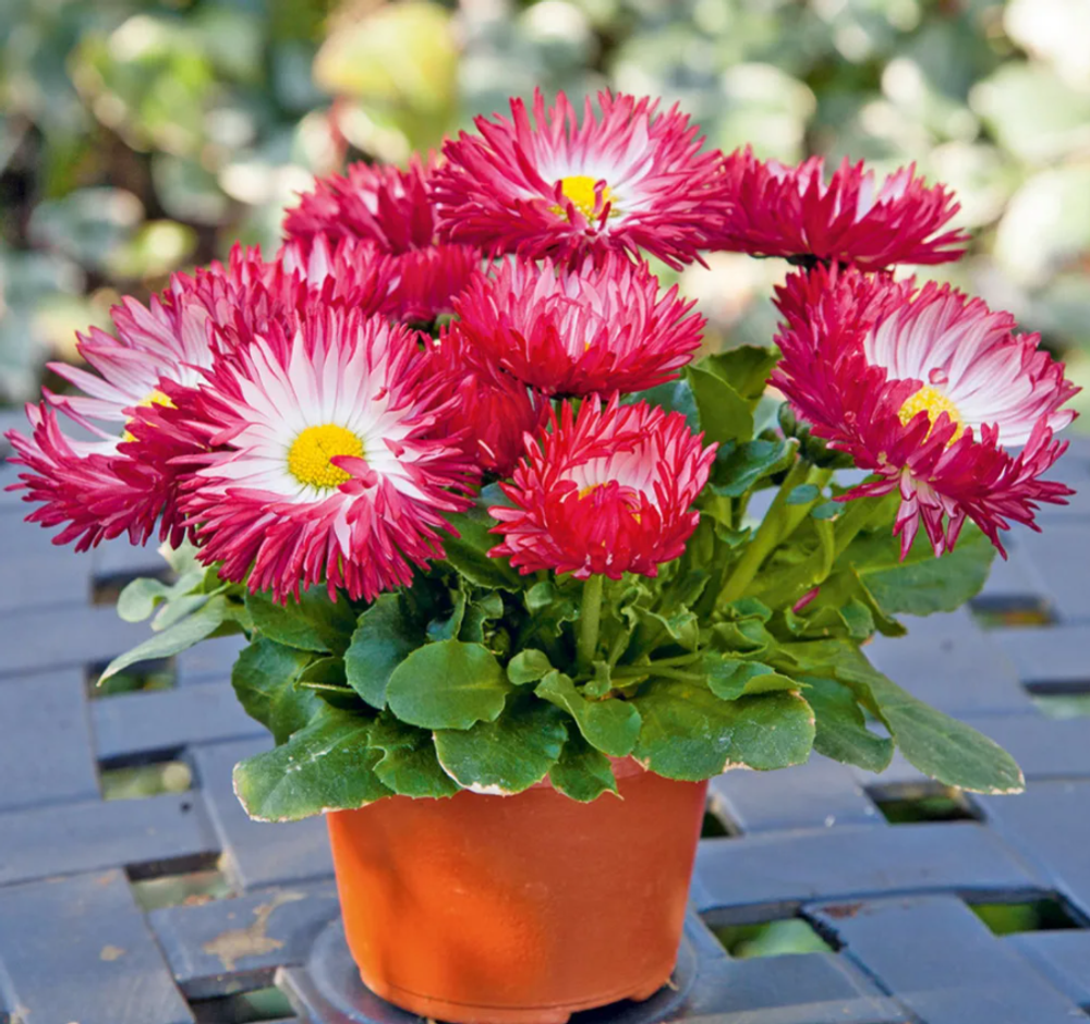 Маргаритка Бом Бом Красная