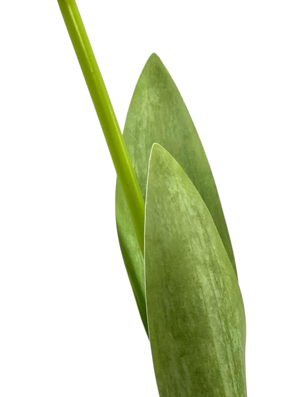 Тюльпан розовый