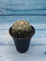 Astrophytum Asterias (Астрофитум)