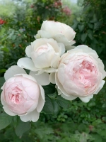 Роза флорибунда Герцогиня Кристиана