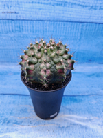Gymnocalycium T-Rex Pink hybride (Гимнокалициум T-rex)