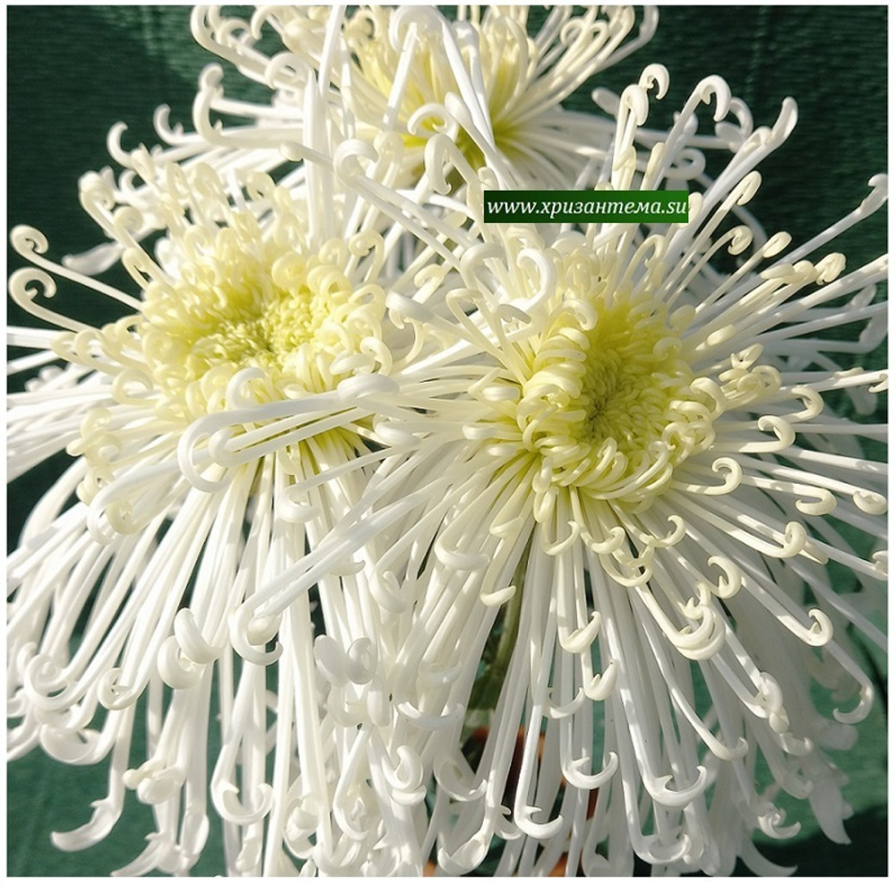 Chesapeake , крупноцветковая хризантема /ан 1 /поставка май 2026г/