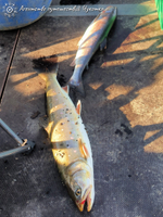 Озеро Майниц - жемчужина Чукотки (август - сентябрь)