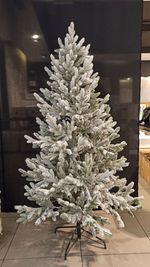 Ель заснеженная «Нордман» (Литая хвоя) от 1.2 до 2.4 м