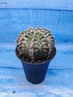 Gymnocalycium T-Rex Pink hybride (Гимнокалициум T-rex)