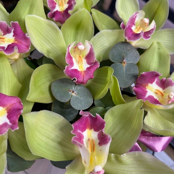 Шляпная коробка с 7 фисташковыми орхидеями