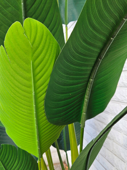 Темные листья искусственного растения крупным планом — декоративное растение для интерьера и рабочего пространства