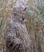 Халат маскировочный "Леший ULTRA MX19" North Way, цвет: светлый камыш