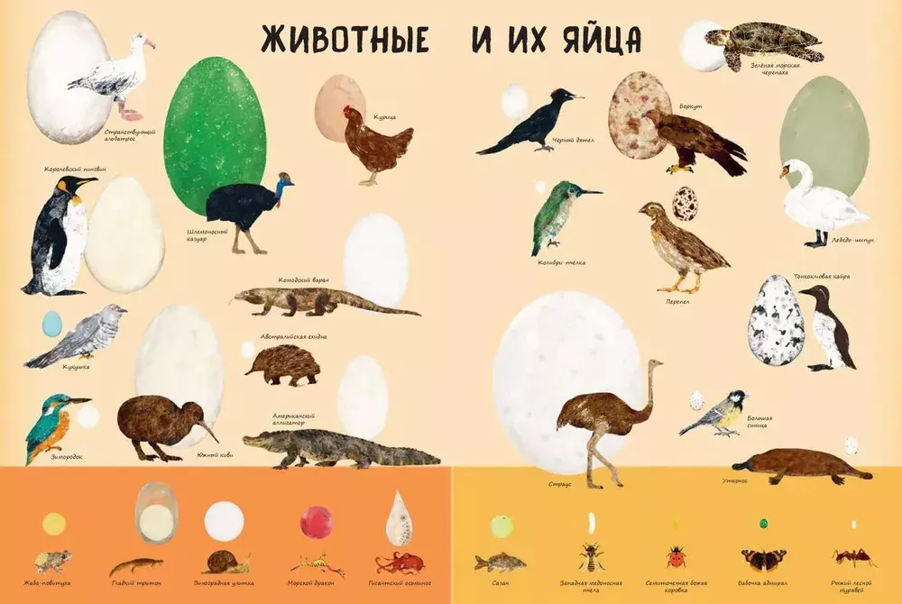 Кто появляется на свет из яйца?