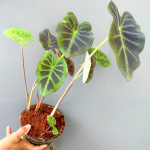 Колоказия MIDNIGHT BRIDE