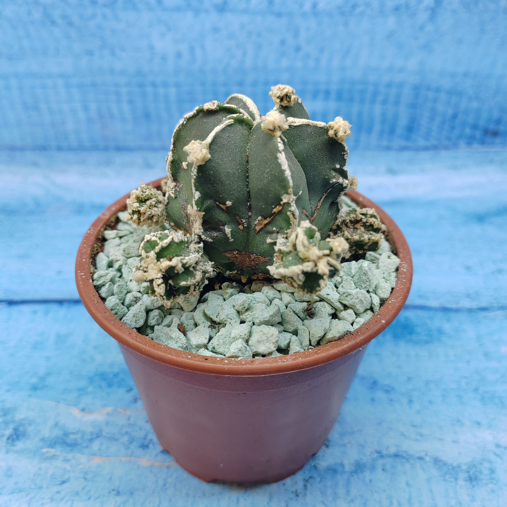 Astrophytum Myriostigma "Hakujo Fukuryu"  (Астрофитум)