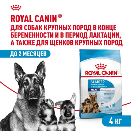 Royal Canin Maxi Starter Макси Стартер мазэ энд бэбидог Корм для щенков крупных пород до 2-х месяцев беременных и кормящих собак 4кг
