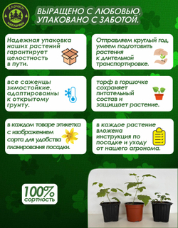 Саженец, Спирея, Голден Принцесс