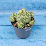 Euphorbia meloformis f. Variegated (Эуфорбия вариегатная)