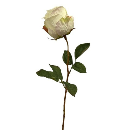 Роза Кейт кремовая [Арт. 11824]