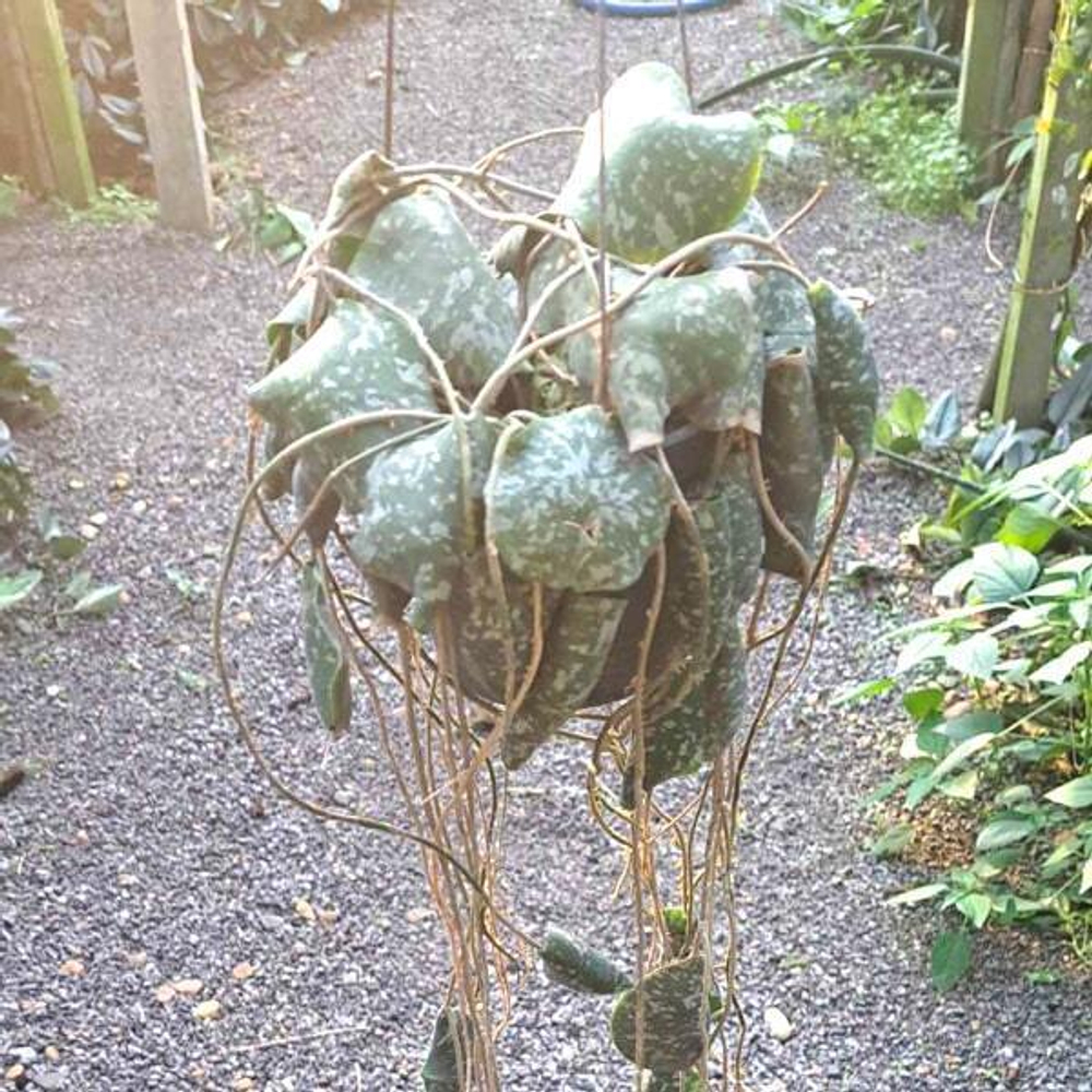 Хойя IMBRICATA