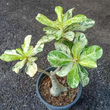 Адениум обесум 135 Cây Lá Đóm Trắng