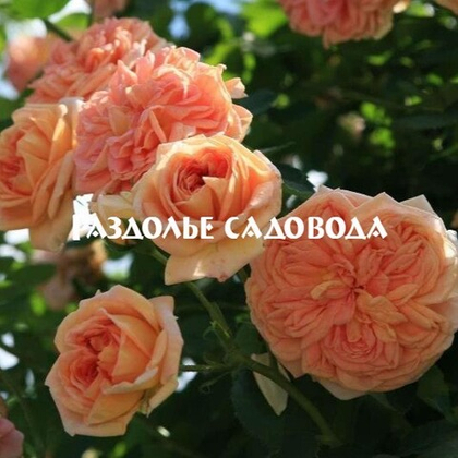 Роза плетистая Алхимист (горшок 5л)