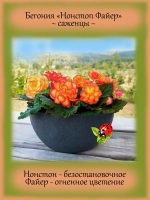 Бегония Нон стоп Файер