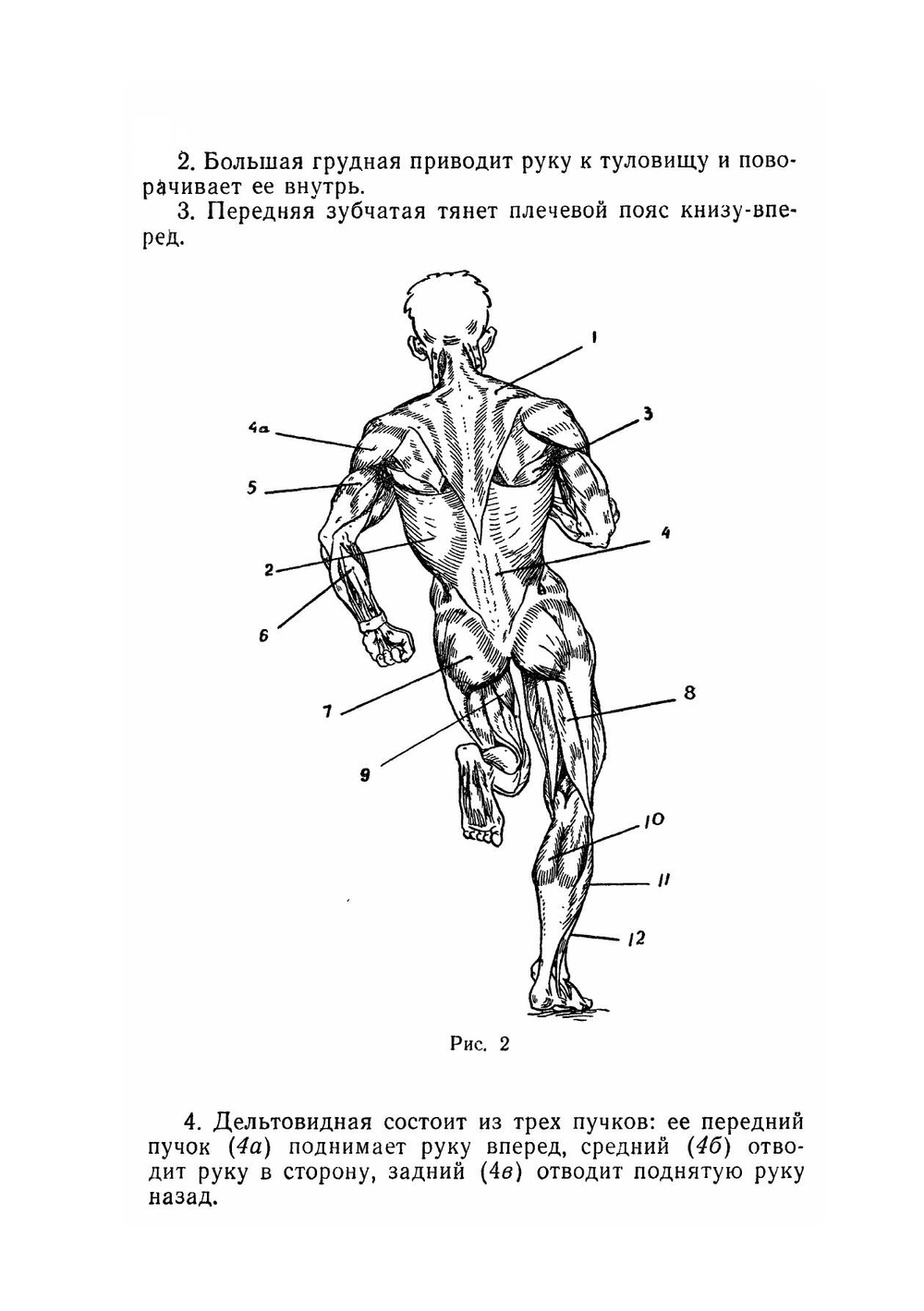Упражнения с гантелями, амортизатором, гирями | Б.Г. Пустовойт