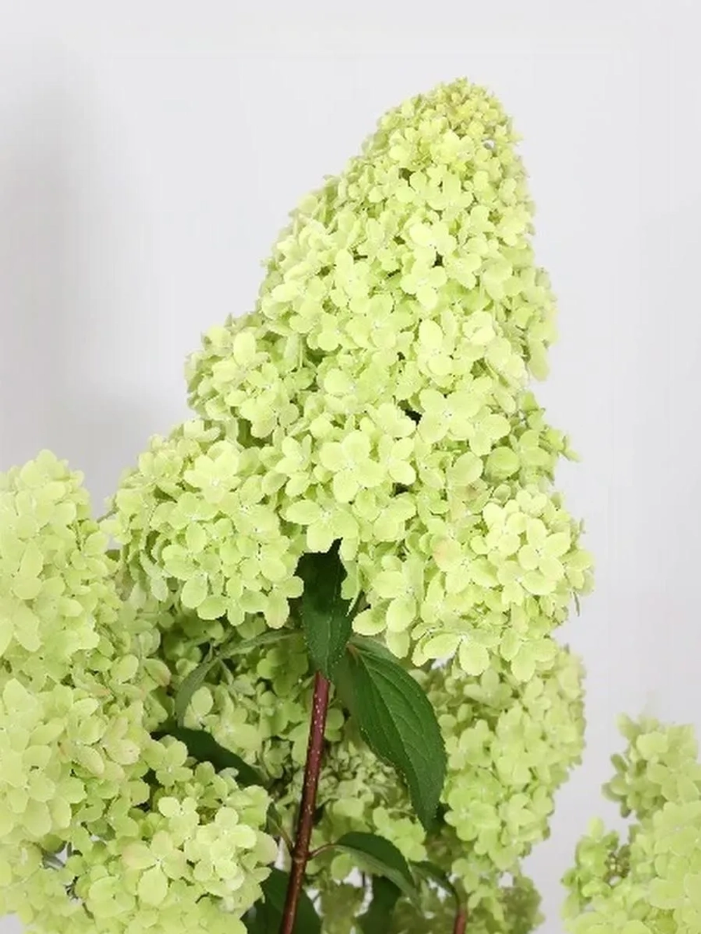 Гортензия метельчатая Петит Флори