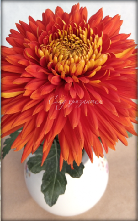 Хризантема одноголовая Эскорт ☘🌻 о.84 (нет в наличии)