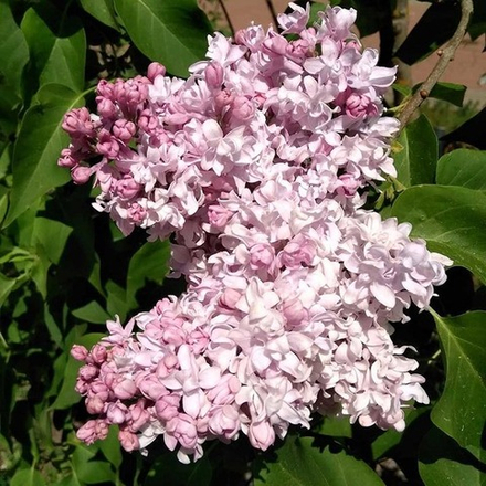 Сирень vulgaris Miloserdie