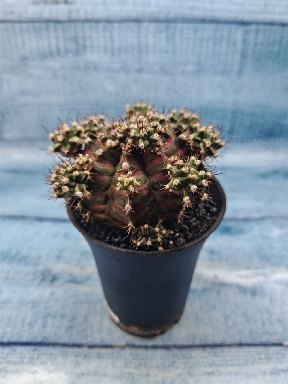 Gymnocalycium T-Rex Pink hybride (Гимнокалициум)