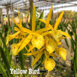 Орхидея брассолелия BL. YELLOW BIRD
