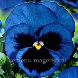 Виола Виттрока Пауэр Блю виз Блотч 100 семян