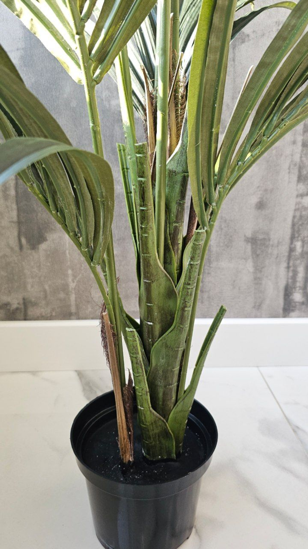 Пальма Кентия (Ховея) де Люкс без кашпо