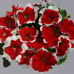 Петуния грандифлора Лимбо Джи Пи Ред Пикоти (100др) Витагрин Профи