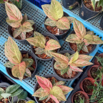 Аглаонема GOLDEN HOPE