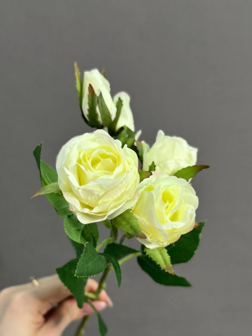 Роза кустовая белая (h38 см)