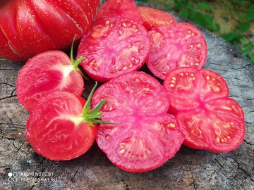 Каскад лава (Cascade lava) сорт томата