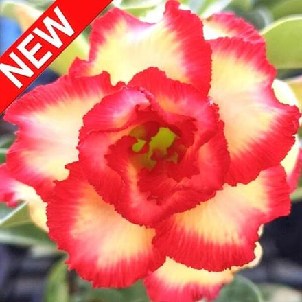 Адениум обесум THONG NUE KAO