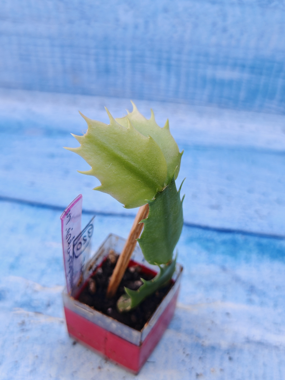 Schlumbergera cv. Windsor (Шлюмбергера)