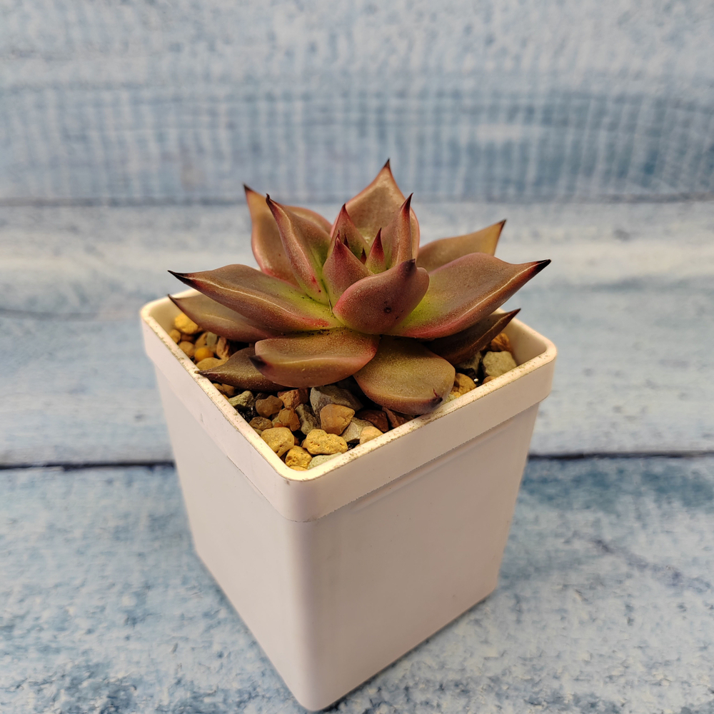 Echeveria Taurus (Эхеверия)