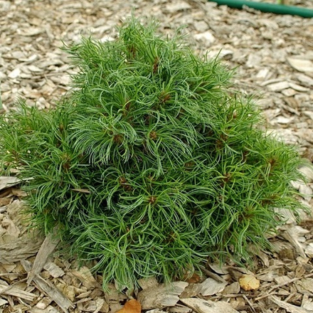 Сосна веймутова Грин Твист