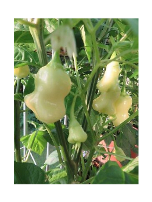 Айджи Уайт Фэнтези / Aji Fantasy Sparkly White перец острый