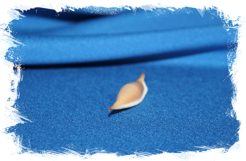 Phenacovolva Rosea Tokoi коллекционная ракушка