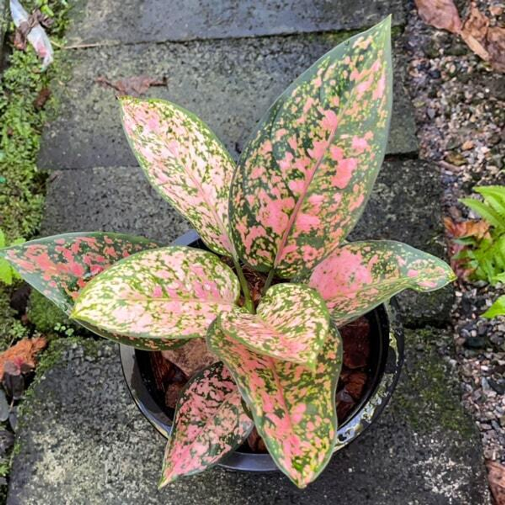 Аглаонема SAN RAM RUAY